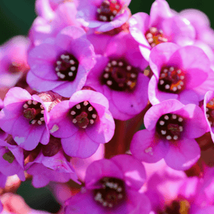 Bergénia à feuilles cordées - Bergenia cordifolia - FLEURANDIE