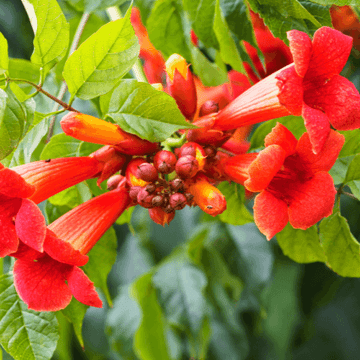 Bignone 'Mme Galen'- Campsis tagliabuana 'Mme Galen'