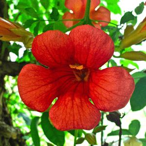 Bignone 'Mme Galen'- Campsis tagliabuana 'Mme Galen' - FLEURANDIE