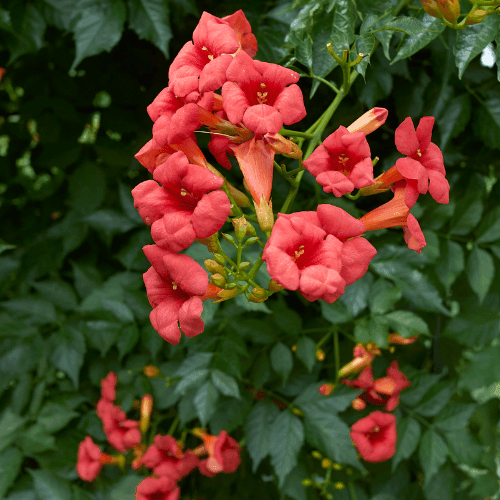 Bignone, Trompette de Virginie - Campsis radicans - FLEURANDIE