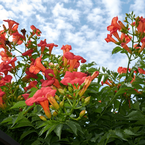 Bignone, Trompette de Virginie - Campsis radicans - FLEURANDIE