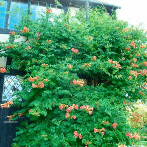 Bignone, Trompette de Virginie - Campsis radicans - FLEURANDIE