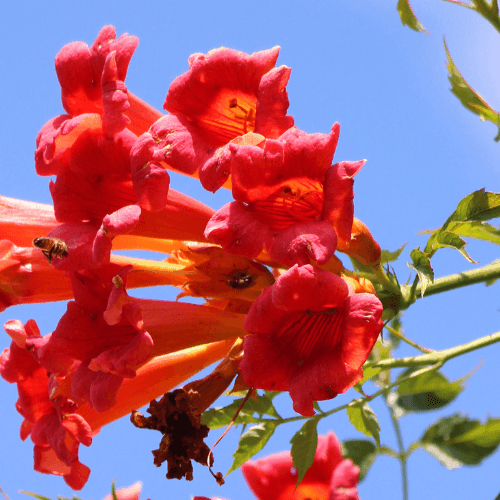 Bignone, Trompette de Virginie 'Flamenco' - Campsis radicans 'Flamenco' - FLEURANDIE