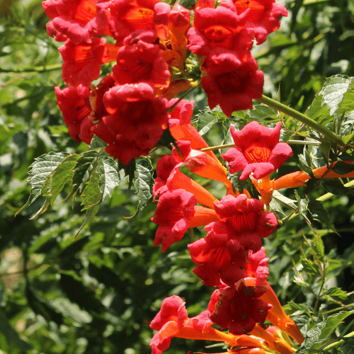 Bignone, Trompette de Virginie 'Flamenco' - Campsis radicans 'Flamenco' - FLEURANDIE