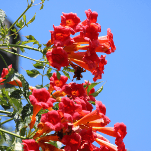 Bignone, Trompette de Virginie 'Flamenco' - Campsis radicans 'Flamenco' - FLEURANDIE