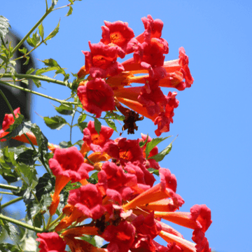 Bignone, Trompette de Virginie 'Flamenco' - Campsis radicans 'Flamenco'