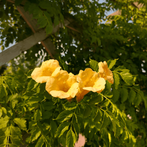 Bignone, Trompette de Virginie 'Flava' - Campsis radicans 'Flava' - FLEURANDIE