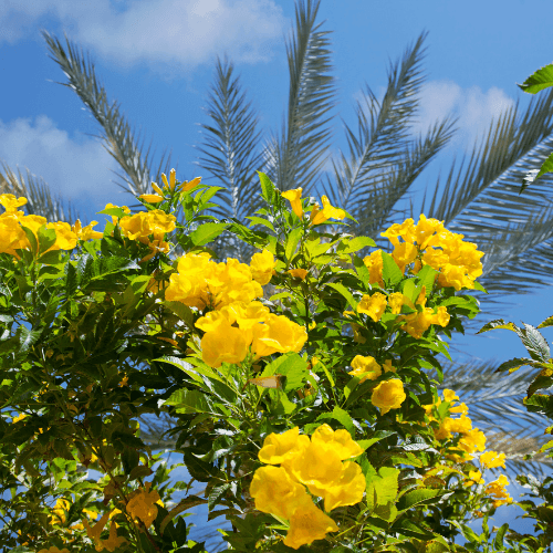 Bignone, Trompette de Virginie 'Flava' - Campsis radicans 'Flava' - FLEURANDIE
