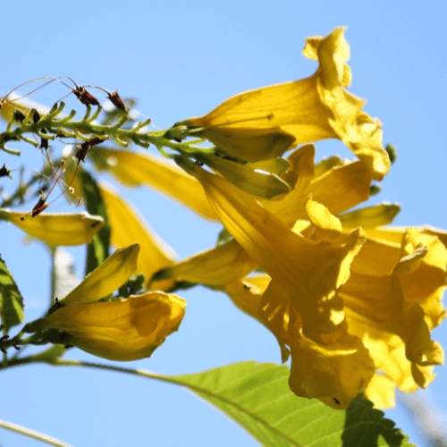 Bignone, Trompette de Virginie 'Flava' - Campsis radicans 'Flava' - FLEURANDIE