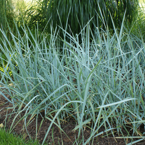 Blé d'azur -Elymus arenarius glaucus - FLEURANDIE