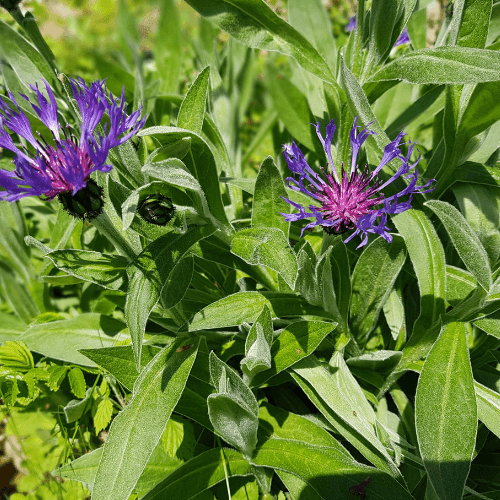 Bleuet des montagnes - Centaurea montana - FLEURANDIE