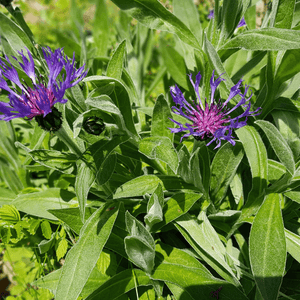 Bleuet des montagnes - Centaurea montana - FLEURANDIE