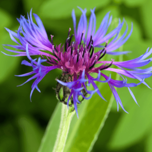 Bleuet des montagnes - Centaurea montana - FLEURANDIE