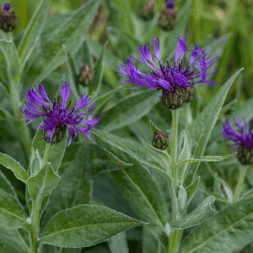 Bleuet des montagnes - Centaurea montana - FLEURANDIE