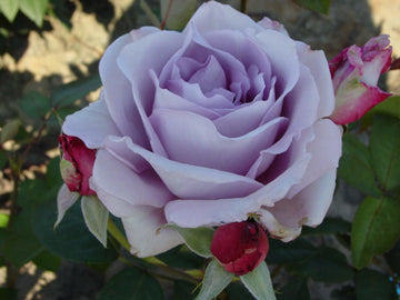 Rosier 'Charles de Gaulle' - Rosa Thé moderne 'Charles de Gaulle'