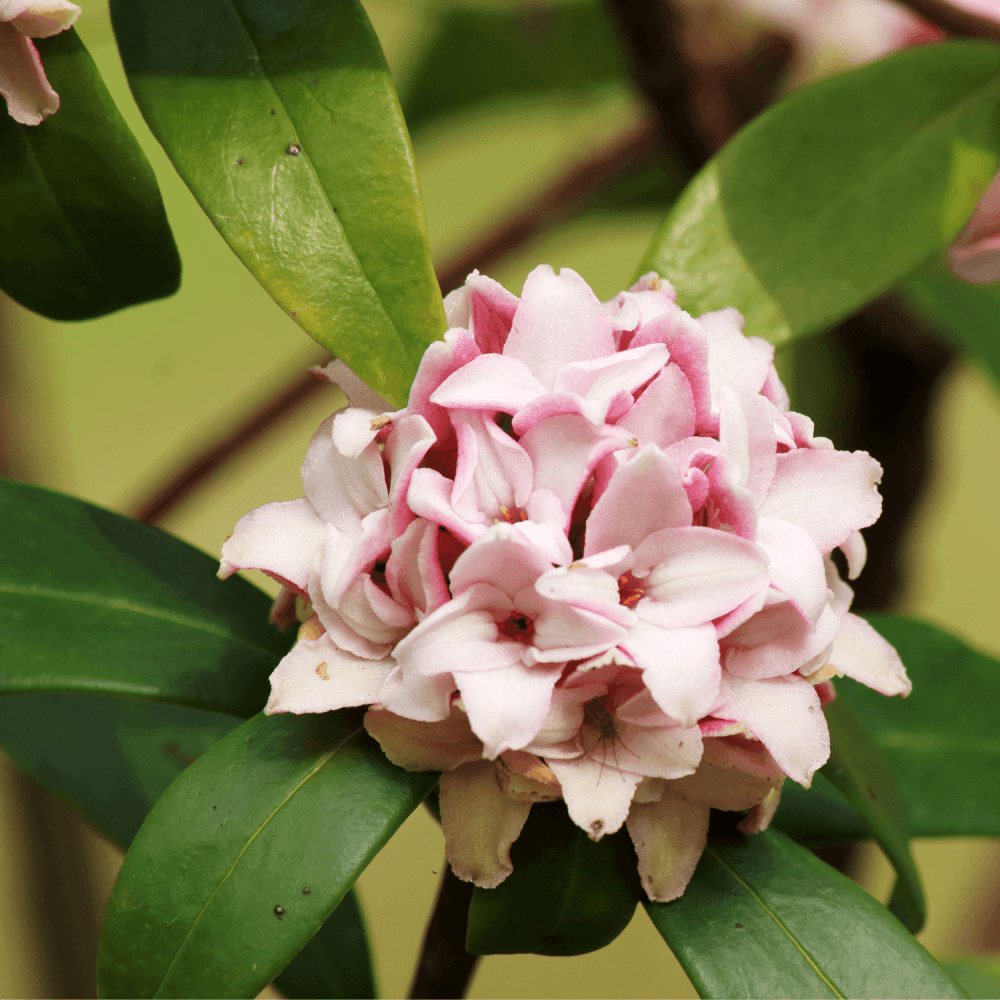 Bois-joli 'Perfume Princess' - Daphne odora x bholua 'Perfume Princess' - FLEURANDIE