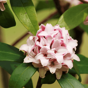 Bois-joli 'Perfume Princess' - Daphne odora x bholua 'Perfume Princess' - FLEURANDIE