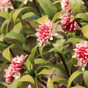 Bois-joli 'Perfume Princess' - Daphne odora x bholua 'Perfume Princess' - FLEURANDIE