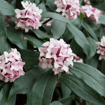 Bois-joli 'Pink Fragance' - Daphne transatlantica 'Pink Fragance'