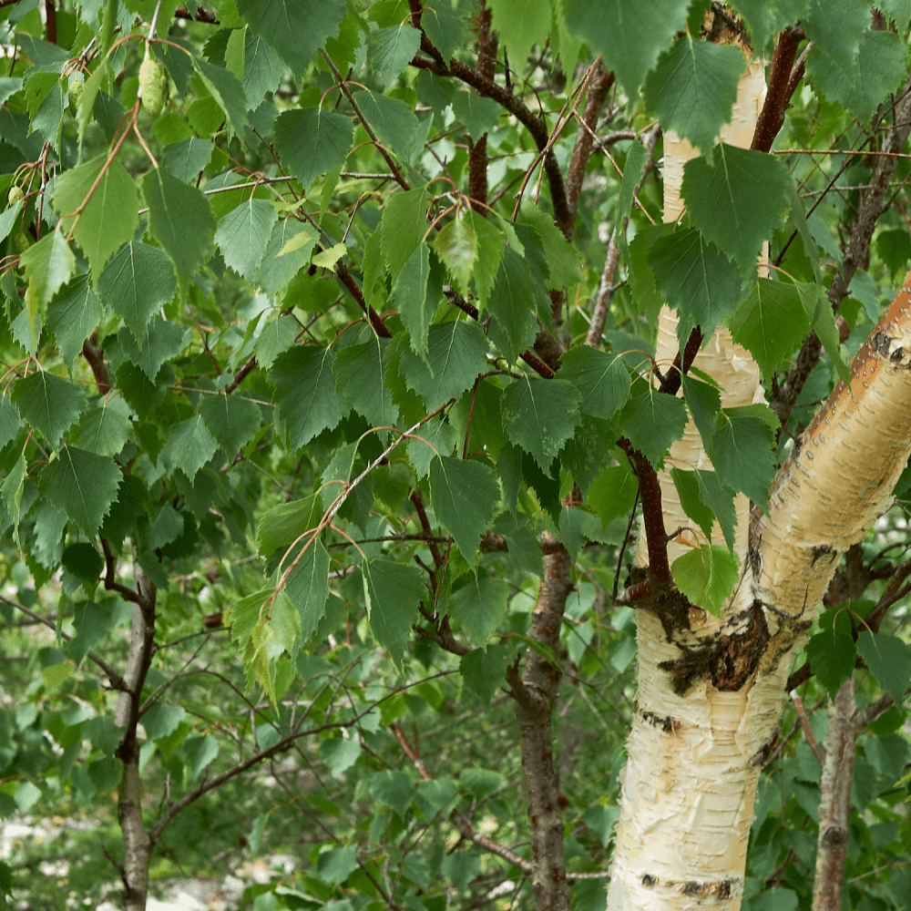 Bouleau blanc de l'Himalaya - Betula utilis - FLEURANDIE