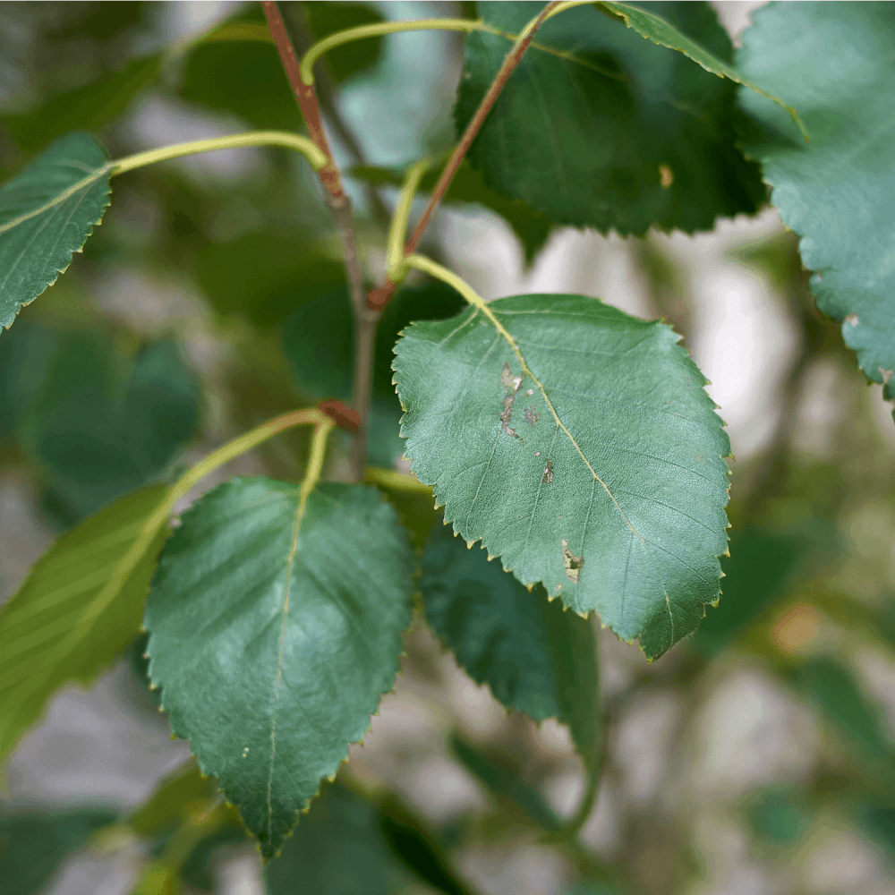 Bouleau blanc de l'Himalaya - Betula utilis - FLEURANDIE