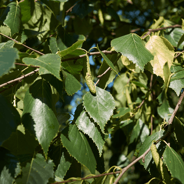 Bouleau commun - Betula pendula