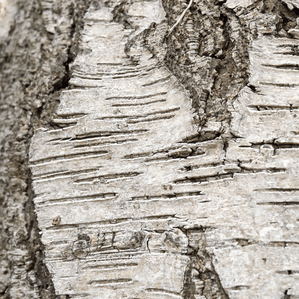 Bouleau commun - Betula pendula - FLEURANDIE