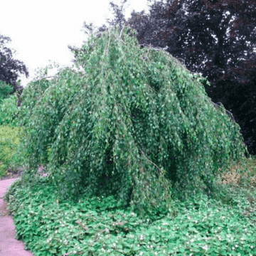 Bouleau commun 'Youngii' - Betula pendula 'Youngii'