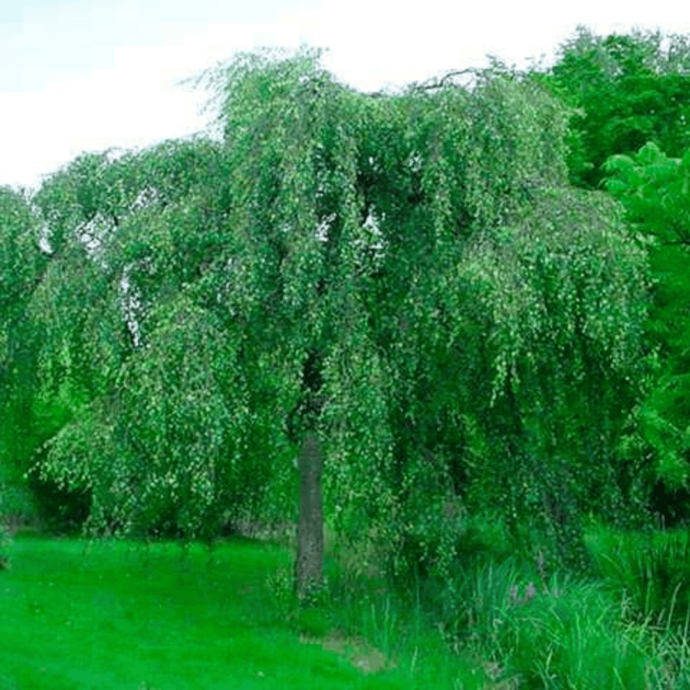 Bouleau pleureur - Betula youngii pendula - FLEURANDIE