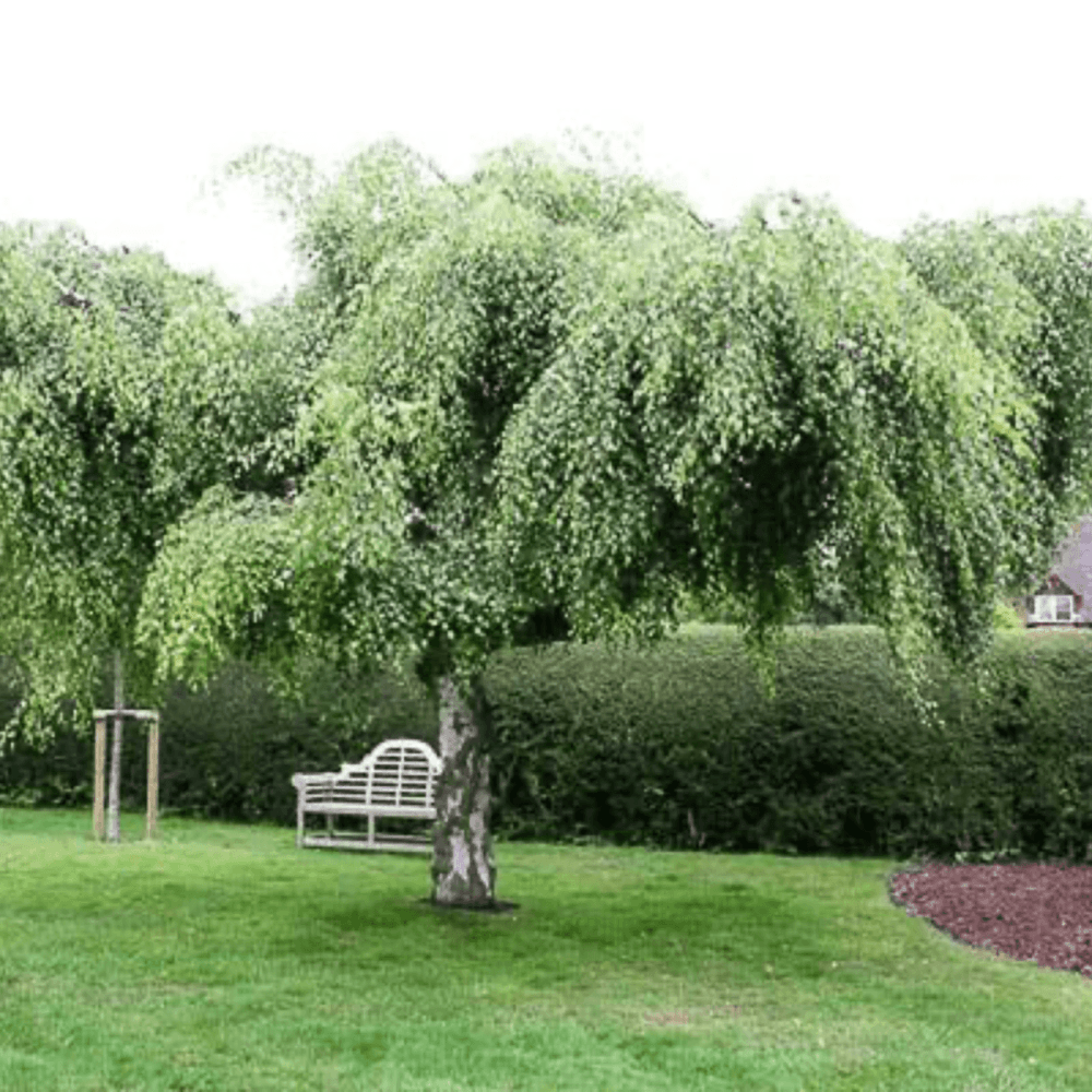 Bouleau pleureur - Betula youngii pendula - FLEURANDIE