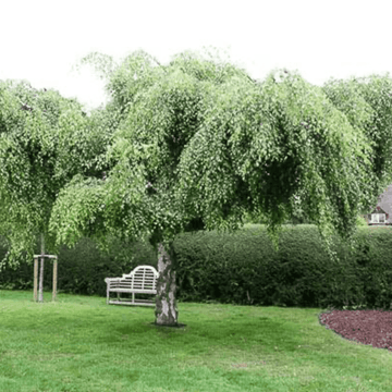 Bouleau commun 'Youngii' - Betula pendula 'Youngii'