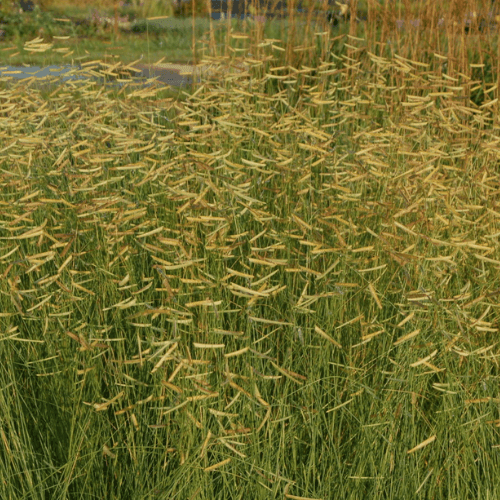 Bouteloua gracilis - Bouteloua gracilis - FLEURANDIE