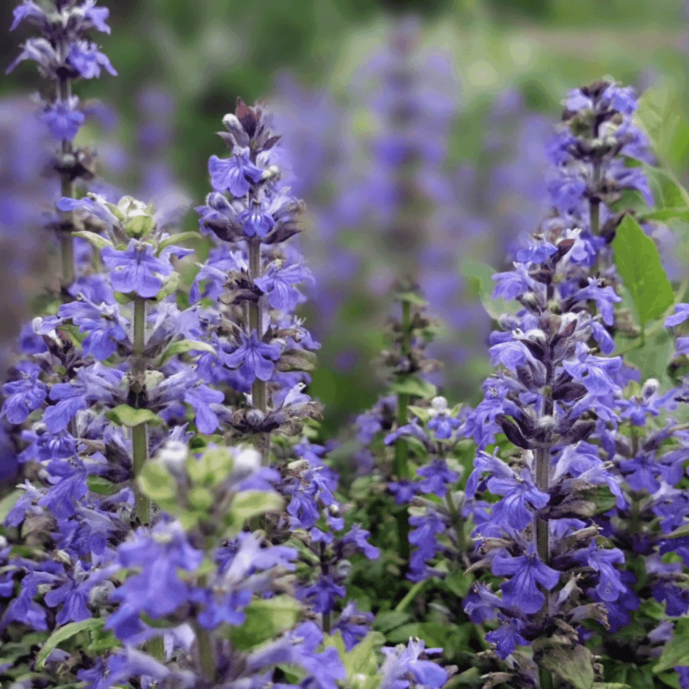 Bugle 'Princess Nadia' - Ajuga reptans 'Princess Nadia' - FLEURANDIE