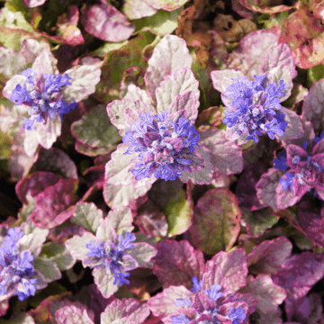 Bugle rampant 'Burgundy Glow' - Ajuga reptans 'Burgundy Glow'