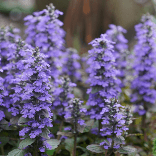 Bugle rampant 'Burgundy Glow' - Ajuga reptans 'Burgundy Glow' - FLEURANDIE