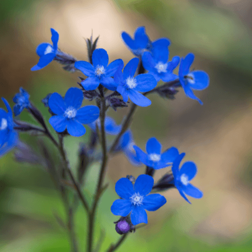 Buglosse d'Italie 'Dropmore' - Anchusa azurea 'Dropmore' - FLEURANDIE