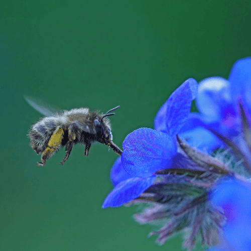 Buglosse d'Italie 'Dropmore' - Anchusa azurea 'Dropmore' - FLEURANDIE