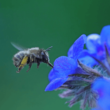 Buglosse d'Italie 'Dropmore' - Anchusa azurea 'Dropmore'