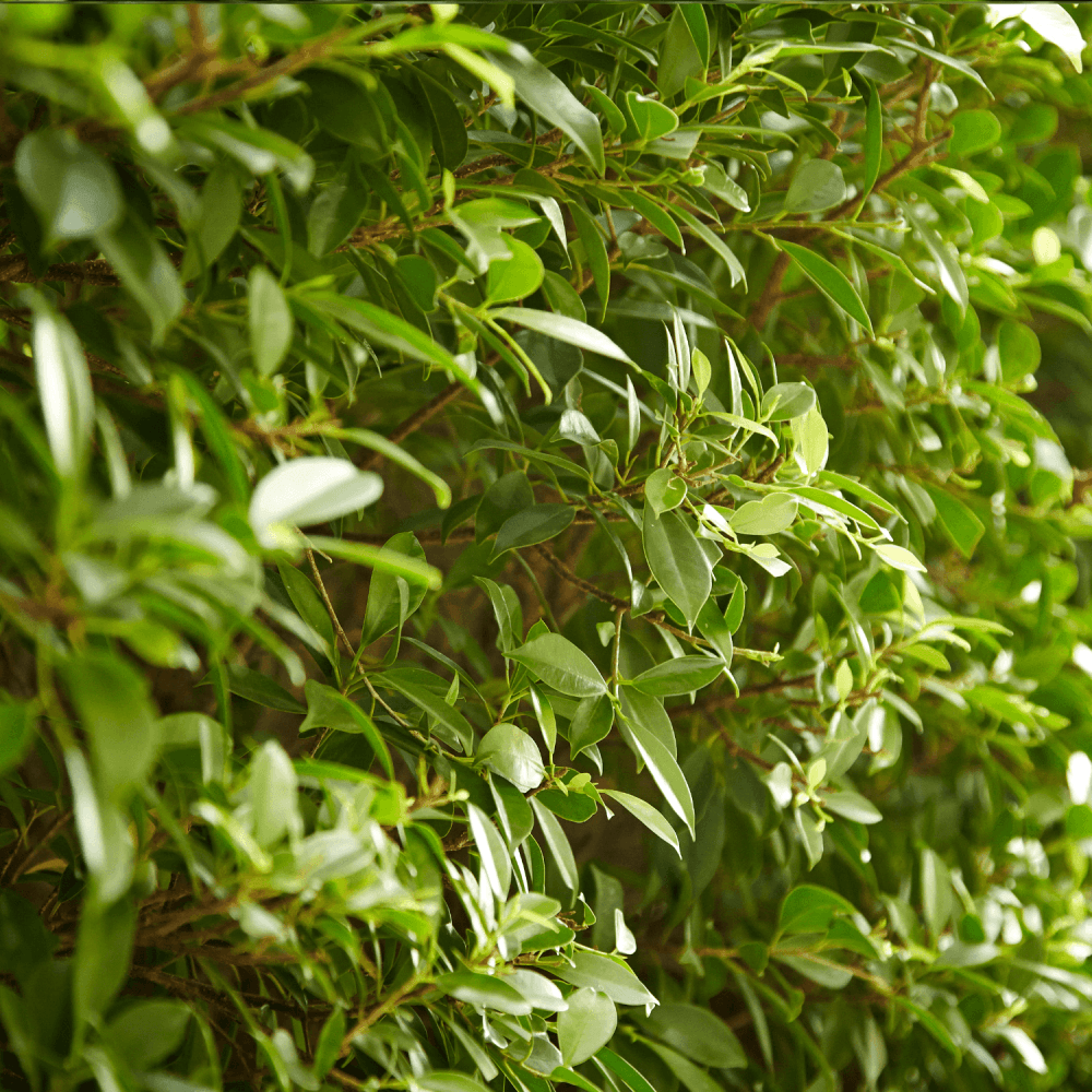 Buis commun - Buxus sempervirens - FLEURANDIE