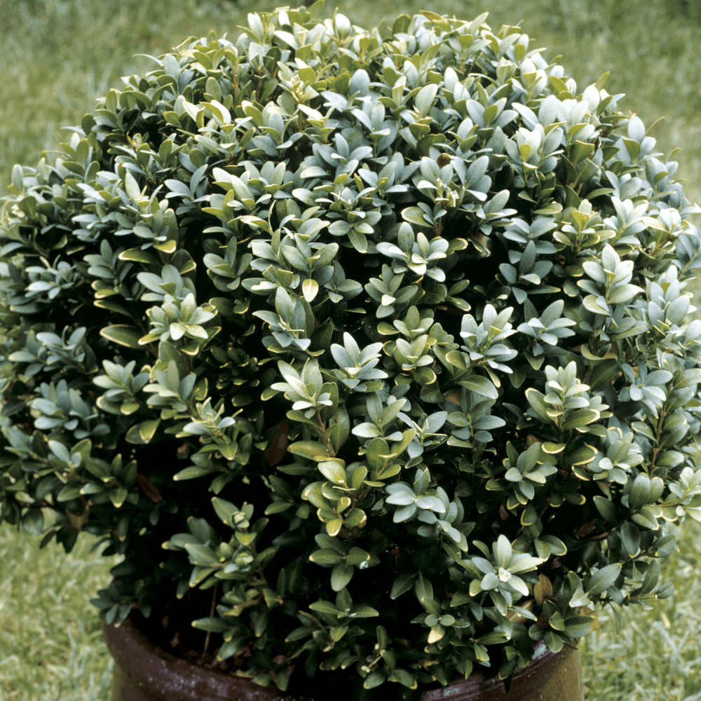 Buis commun 'Faulkner' - Buxus microphylla 'Faulkner' - FLEURANDIE