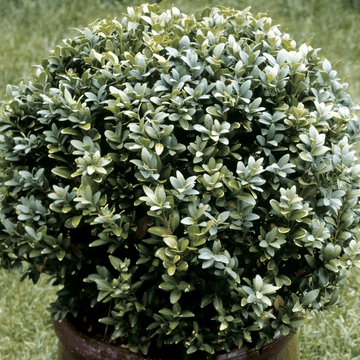 Buis commun 'Faulkner' - Buxus microphylla 'Faulkner'