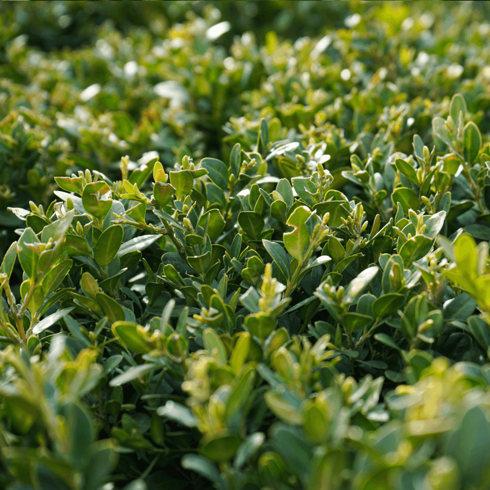 Buis commun 'Faulkner' - Buxus microphylla 'Faulkner' - FLEURANDIE