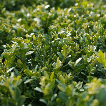 Buis commun 'Faulkner' - Buxus microphylla 'Faulkner'