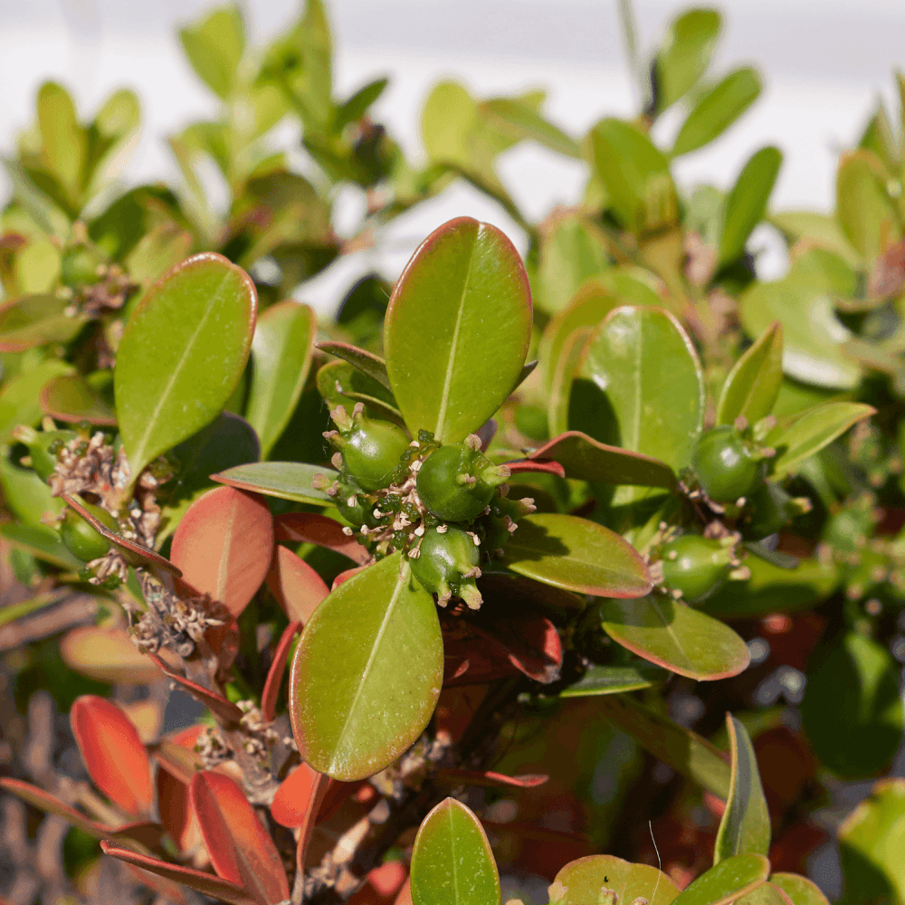 Buis commun 'Faulkner' - Buxus microphylla 'Faulkner' - FLEURANDIE