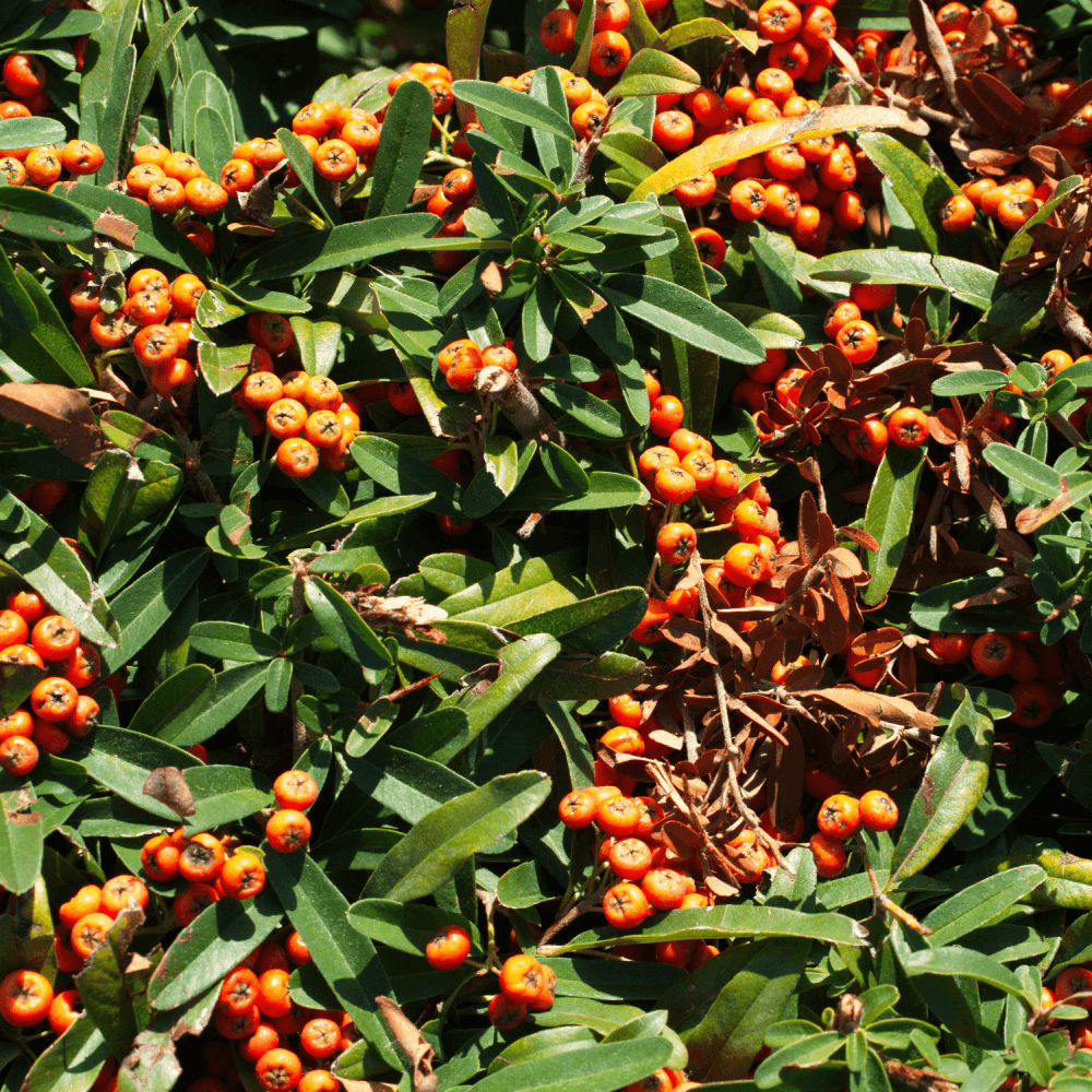 Buisson ardent coccinea Orange Glow - Pyracantha coccinea 'Orange Glow' - FLEURANDIE