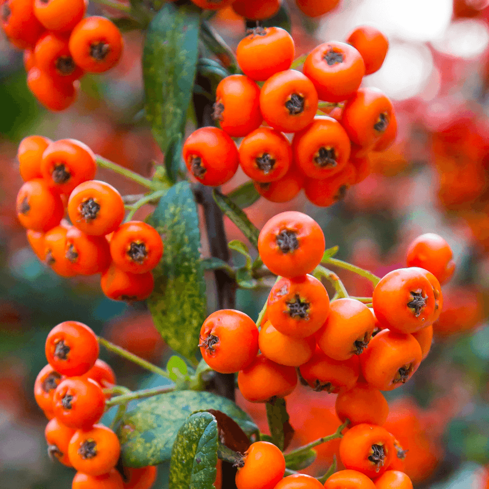 Buisson ardent coccinea Orange Glow - Pyracantha coccinea 'Orange Glow' - FLEURANDIE