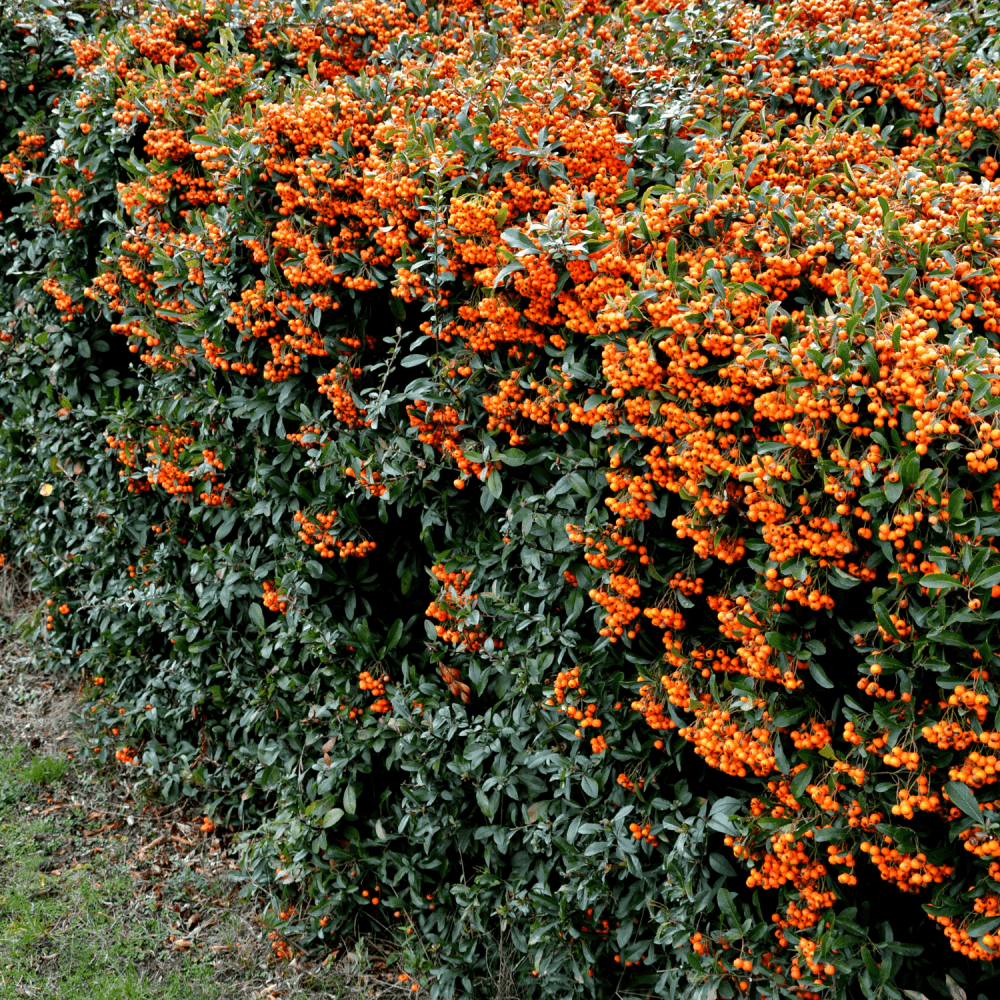 Buisson ardent coccinea Orange Glow - Pyracantha coccinea 'Orange Glow' - FLEURANDIE