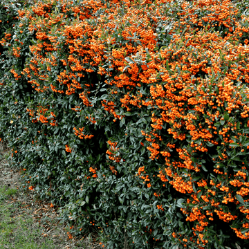 Buisson ardent coccinea Orange Glow - Pyracantha coccinea 'Orange Glow'