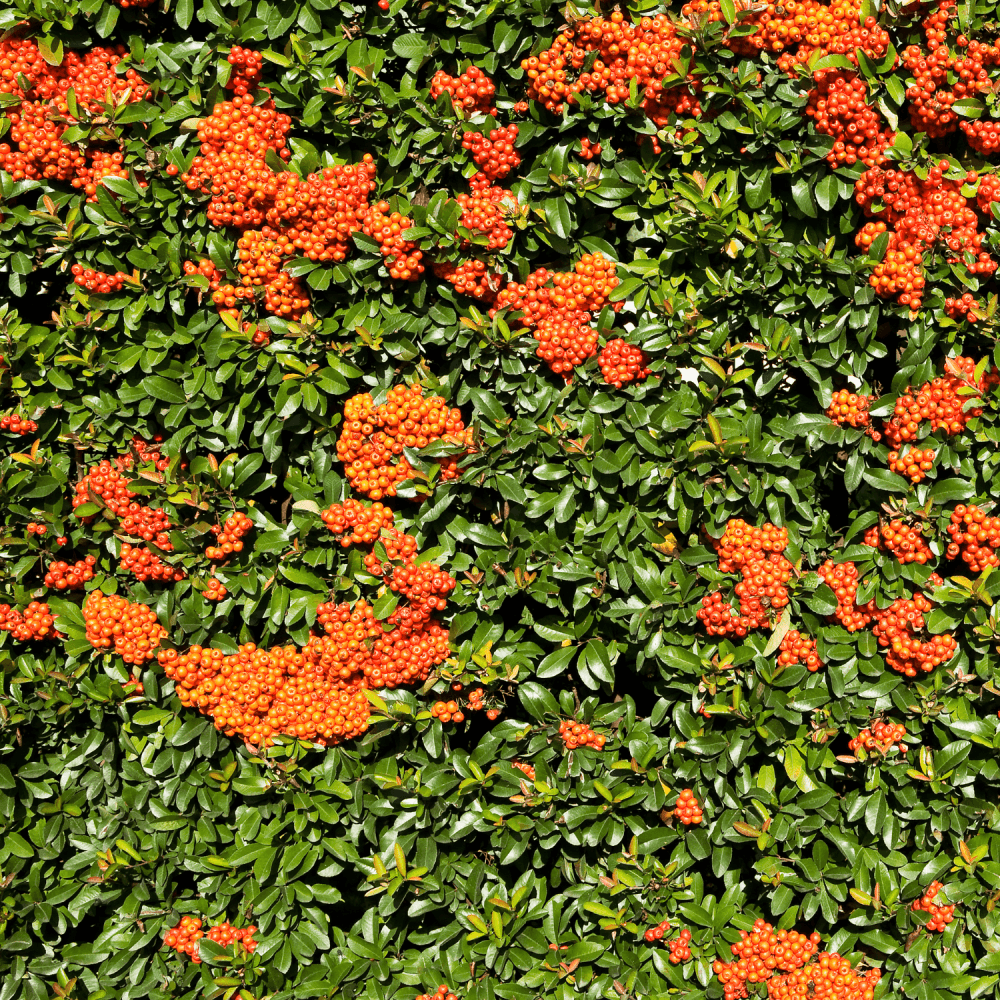 Buisson ardent 'Golden Charmer' - Pyracantha 'Golden Charmer' - FLEURANDIE