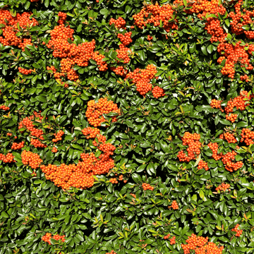 Buisson ardent 'Golden Charmer' - Pyracantha 'Golden Charmer'